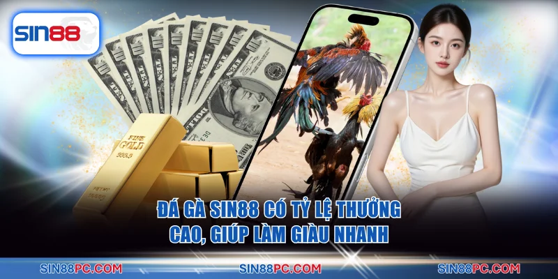 Đá gà SIN88 2 Đá gà SIN88 có tỷ lệ thưởng cao, giúp làm giàu nhanh