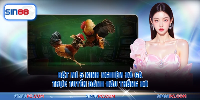 Bật Mí 5 Kinh Nghiệm Đá Gà Trực Tuyến Đánh Đâu Thắng Đó 5 đá gà trực tuyến